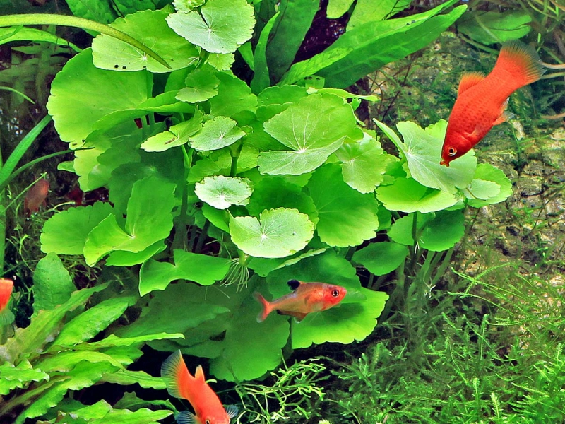 Brasilianischer Wassernabel - Hydrocotyle leucocephala